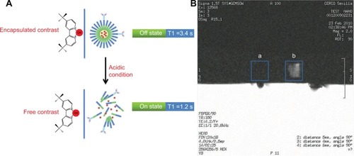 Figure 5 (A) Scheme of 1H NMR relaxometric experiment to measure T1 of water before and after the release of the contrast agent from the polymeric micelles. (B) Magnetic resonance image of microfuge tubes containing tBuBipyGd complex–loaded micelles, at pH 7 (square a) and at pH 5.5 (square b).Abbreviation: NMR, nuclear magnetic resonance.