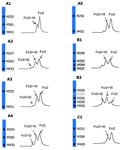 Figure 5. Comparison of tBHP induced oxidation on Fc. RP chromatographic regions of Fc/2 related peaks are presented. Highly conserved Fc methionine residues are denoted by black dots and the non-conserved methionine residue is denoted by gray dot.