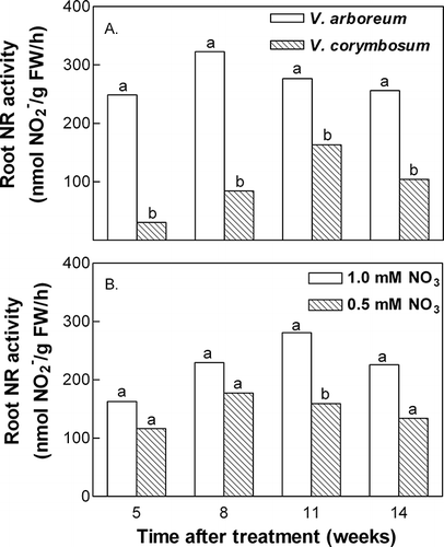 FIGURE 2 Species (A) and external nitrate concentration (B) effects on root nitrate reductase (NR) activity. External iron concentration had no significant effect on NR activity, thus data were pooled across iron concentration and across external nitrate concentration (A) or species (B). Mean separation within time after treatment by t-test, p ≤ 0.05 (n = 20).