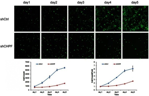 Figure 5 Cell proliferation ability determined by Celigo assay. The proliferation of A549 cells was significantly inhibited after knockdown of CHPF.