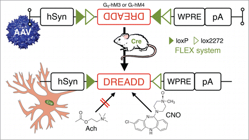 Figure 7. In vivo chemogenetic inhibition or activation of neurons in behaving animals: combining Cre-driver mice and stereotaxic-based delivery of adeno-associated virus (AAV) expressing Cre-dependent “designer receptor exclusively activated by designer drugs” (DREADD). DREADD permit temporal control of excitatory or inhibitory G-protein coupled receptor signaling in vivo by utilizing mutated human muscarinic acetylcholine (AcH) receptors.Citation82,83 These AcH receptors, excitatory hM3 and inhibitory hM4, are unresponsive to their natural ligand acetylcholine, but can be activated by nanomolar doses of the synthetic small-molecule clozapine-N-oxide (CNO). Other Abbreviations: Cre, Cre recombinase; hsyn, human synapsin promoter; loxP, locus of X-over P1; lox2272, variant of loxP; pA, poly A tail; WRPE, woodchuck hepatitis virus posttranscriptional regulatory element.