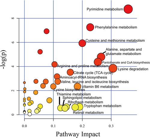 Figure 5 The impact factor map of metabolic pathways in response to ANGPTL8/betatrophin knockout in HepG2/IR cells. The metabolic pathways labeled with the name were the most obvious metabolic pathways affected by ANGPTL8/betatrophin knockout in HepG2/IR cells.