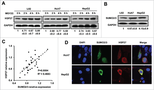 Figure 3. HSP27 was post-transcriptionally modified by protein degradation. (A) The expression of HSP27 protein in L02 cells, Huh7 cells and HepG2 cells treated with MG132 (20 μM) at 0, 2, 4, 6 hours via western blot assay. The ratios of HSP27 to GAPDH for 3 independent experiments are shown as indicated below the blots. (B) The expression of SUMO2/3 protein in L02 cells, Huh7 cells and HepG2 cells via western blot assay. The ratios of SUMO2/3 to GAPDH for 3 independent experiments are shown as indicated below the blots. (C) The correlation analysis of the protein expression between HSP27 and SUMO2/3. (D) Immunofluorescence of nucleus (DAPI, blue), SUMO2/3 (green) and HSP27 (red) in Huh7 cells and HepG2 cells.