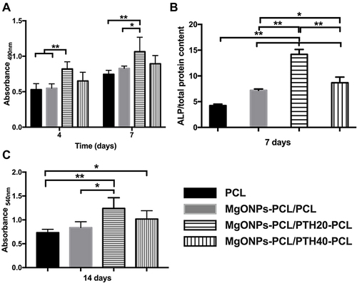 Figure 6 The effects of PCL and MgONPs-PCL/PTHn-PCL membranes on (A) Proliferation of MC3T3-E1 cells, (B) Relative ALP activities of MC3T3-E1 cells and (C) Quantitatively detect of mineralization of MC3T3-E1 cells. Significant effect of treatment, **p < 0.01, *p < 0.05.