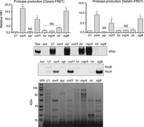 Figure 2. Impact of regulatory mutations on protease production in UAMS-1. Top: Total protease activity in conditioned medium (CM) was assessed with UAMS-1 (U1) and the indicated regulatory mutants using a commercially available casein-based FRET assay (left) or a gelatin-based FRET assay (right). Results obtained with U1 with each protease substrate were averaged and set to a value of 1.0. Results observed with all other strains are shown relative to this value. Bar charts are representative of results from at least two biological replicates for each of which included three experimental replicates. Results for each mutant are reported as mean fluorescence values (MFIs) ± the standard error of the means. Asterisks indicates statistical significance relative to the parent strain. NS = not significant. Middle: Abundance of extracellular protein A (eSpa) and the alternative forms of Nuc1 (NucA and NucB) as assessed by western blot. Bottom: SDS-PAGE profiles of CM from UAMS-1 and the indicated isogenic regulatory mutants