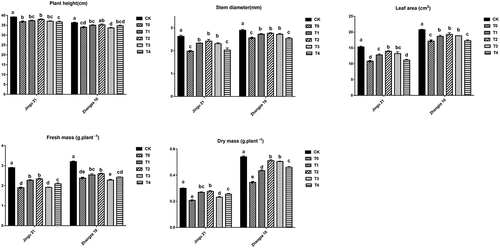 Figure 1. Effects of humic acid (HA) on the growth parameters of millet penultimate leaves under drought stress. CK, millet seeds soaked with clean water and watered normally; T0 T1, T2, T3, and T4 represented different concentrations of HA at 0 mg L−1, 50 mg L−1, 100 mg L−1, 200 mg L−1, and 300 mg L−1, respectively. Different lowercase letters in the same column indicate significant differences at P < .05.