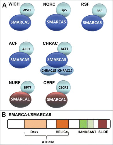 Figure 1. Mammalian ISWI family chromatin remodeling complexes. (A) Depicted are the 7 currently known mammalian ISWI family ATP-dependent chromatin remodeling complexes. WICH, NoRC, RSF, ACF1 and CHRAC all share the SMARCA5 ATPase subunit. NURF and CERF share the SMARCA1 ATPase subunit. (B) Schematic representation of the domains within SMARCA1/SMARCA5. The catalytic activity of both SMARCA1 and SMARCA5 is defined by its ATPase domain that is split in 2 parts: DExx and HELICc. This domain, which is located in the N-terminal half, is part of the superfamily of DEAD⁄H-helicases and is shared by SWI2/SNF2-like ATP dependent chromatin remodelers. In addition, both proteins contain HAND, SANT and SLIDE domains that are characteristic for the ISWI family in their C-terminus. These domains regulate the activity of the ATPase domain and are involved in DNA binding.