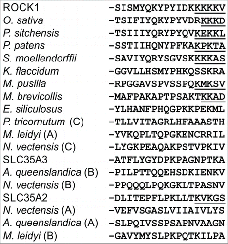 Figure 4. The location of the dilysine motifs in the carboxyl termini of ROCK1 and homologous NSTs from representative species. Canonical dilysine -K(X)KXX motifsCitation22 are underlined.