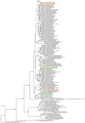 Figure 1. ML tree based on ITS, LSU, TEF, and TUB concatenated datasets. The node numbers indicate the Bayesian posterior probabilities (PP) > 0.70 and ML bootstrap support (BS) > 70% as PP/BS. The novel Apiospora cultures examined in this study are shown in bold-face orange color. The unrecorded species are denoted by a green color. Type materials indicated by “T”.