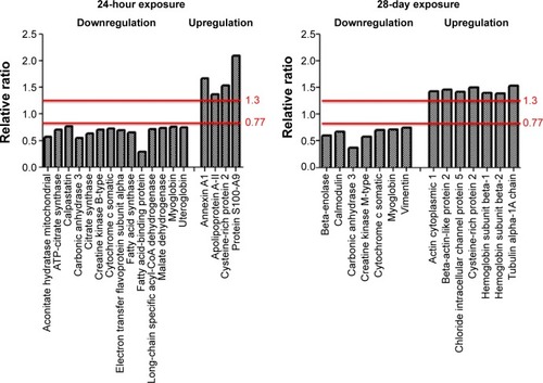 Figure 3 Expression of protein down- and up-regulation in lung tissue after exposure of ZnONP.Notes: The iTRAQ-coupled LC-MS/MS approach identified a total of 18 and 14 proteins in the lung tissues in the 24-hour follow-up and 28-day follow-up groups, respectively, that displayed significant down- or upregulation after exposure to the ZnONPs. A protein ratio of >1.3 or <0.77 was considered to be a significant change.Citation14Abbreviations: ZnONPs, zinc oxide nanoparticles; LC-MS/MS, liquid chromatography-tandem mass spectrometry; iTRAQ, isobaric tags for relative and absolute quantitation.