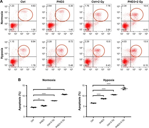 Figure 3 Effect of PHD3 and radiation on Mia-paca2 cell apoptosis under normoxic or hypoxic conditions.