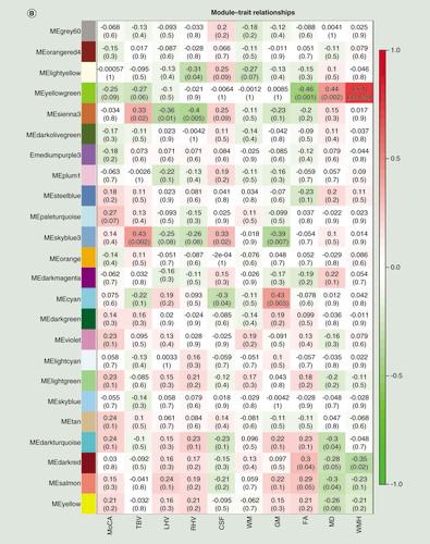 Figure 1.  DNA methylation in peripheral blood mononuclear cells is associated with cognitive and neuroimaging measures. (A) Manhattan plot of differentially methylated regions (DMRs) associated with Montreal Cognitive Assessment. Red dots indicate the chromosomal location of individual probes within each DMR. The UCSC gene symbols corresponding to DMRs with more than three probes after Sidak correction for multiple testing are assigned to the chromosomal locations. (B) Heatmap of module–trait correlations for the remaining 24 modules, after excluding modules with significant association with the covariates of cell composition, batch, age, gender, smoking and IQ. Shown are the correlations of Montreal Cognitive Assessment, total brain volume, left hippocampal volume, right hippocampal volume, cerebrospinal fluid volume, white matter volume, gray matter volume, fractional anisotropy, mean diffusivity and white matter hyperintensities with each module. For each module–trait pair the upper value is the Pearson correlation coefficient, while the lower (bracketed) value is the correlation p-value. The cell color represents the strength and direction of the correlation. Modules are assigned an arbitrary color by the analysis software according to their size. (C) The correlation between module membership and gene significance for each probe in the ‘yellowgreen’ module.CSF: Cerebrospinal fluid volume; FA: Fractional anisotropy; GM: Grey matter volume; LHV: Left hippocampal volume; MD: Mean diffusivity; ME: Module eigengene; MoCA: Montreal Cognitive Assessment; RHV: Right hippocampal volume; WM: White matter volume.