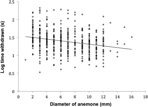 Figure 3 Relationship between log time withdrawn and disk diameter among 480 individual sea anemones, Anthopleura aureoradiata. Equation of the ordinary least squares regression line is: log time withdrawn = −0.024 diameter + 1.55.