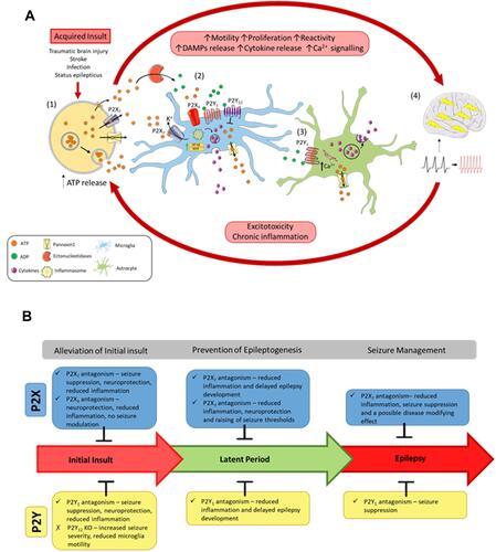 Figure 1 The vicious cycle of inflammation and purinergic signaling underlying epilepsy progression. (A) Following an acquired initial insult to the brain, (1) ATP is released from cells via exocytotic mechanisms, through leakage across damaged membranes, and through purinergic channels, such as P2X7 receptors and pannexin 1. Once released, ATP activates P2 receptors or is metabolized by ectonucleotidases into different breakdown products, such as ADP. ATP and ADP act on the P2 receptors to induce motility, proliferation, and reactivity of microglia and astrocytes. (2) Activation of P2X receptors on microglia via ATP induces inflammasome activation and upregulation of inflammatory transcription factors (NFκB and NFAT), leading to cytokine release. Activation of P2Y1 also induces cytokine release. However, the P2Y12 receptor acts to oppose these proinflammatory cascades. P2 receptor activation also stimulates release of ATP from microglia. (3) Activation of P2Y1 on astrocytes releases Ca2+ from the endoplasmic reticulum, leading to further cytokine release and ATP release. Acting as a paracrine-signaling molecule, ATP can potentiate these inflammatory cascades. (4) An increase in inflammation of the brain and large amounts of ATP release increases the excitability of the brain, resulting in seizures and epilepsy progression. Chronic inflammation and excitotoxicity induced by seizures leads to further ATP release and epilepsy progression. (B) Effects of blocking P2 receptors at the different stages of acquired epilepsy progression following an initial insult to the brain (eg, status epilepticus).