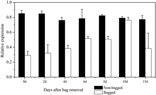 Figure 6. Transcript levels of MdPSY assessed in ‘Granny Smith’ apple skin after bag removal.Note: Error bars represent standard errors of the means from three technical replicates.