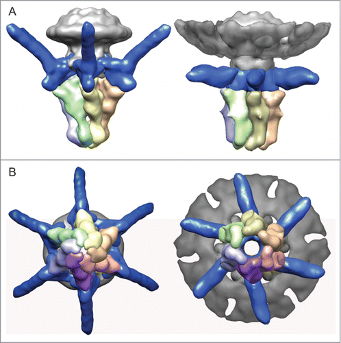 Figure 2. (A) Side view and (B) end-on view of the 3-dimensional reconstruction of the T7 tail before (left, EMD-5689Citation5) and after (right, EMD-2717Citation11) DNA ejection at ˜20 Å resolution. The capsid, connector and gatekeeper were colored in gray while components playing the main conformational changes during DNA ejection, the fibers and the nozzle were colored in blue and multiple colors, respectively.