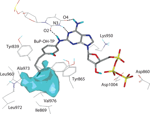 Figure 1.  Snapshot of BuP-OH-TP into the active site during MD simulations (hydrophobic cavity marked cyan). Only the strong interactions are shown here. 83×63mm (300 × 300 DPI).