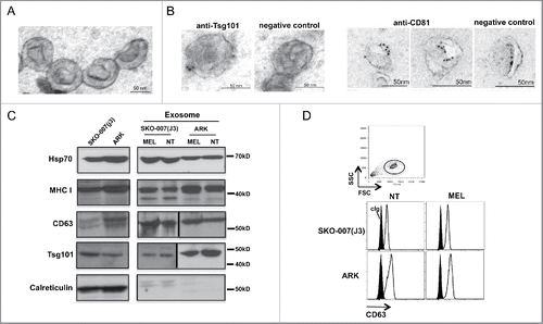 Figure 2. Characterization of MM cell-derived exosomes. (A) Electron microscope analysis of exosomes morphology and size. A representative picture of SKO-007(J3)-derived exosomes is shown. (B) Immune-gold labeling for Tsg101 and CD81 of SKO-007(J3)-derived exosomes. (C) Western blot analysis was performed on lysates derived from exosome fractions or from cell pellet, using anti-Hsp70, anti-MHC I, anti-Tsg101, anti-CD63 and anti-calreticulin antibodies. (D) Visualization of CD63-conjugated beads coated with exosomes by immunofluorescence and FACS analysis (upper panel). CD63 expression on the surface of exosomes was assessed after overnight incubation of exosomes with beads, exosomes were stained with anti-CD63 mAb (thin histograms) or control isotypic Ig (filled histograms) (bottom panel).