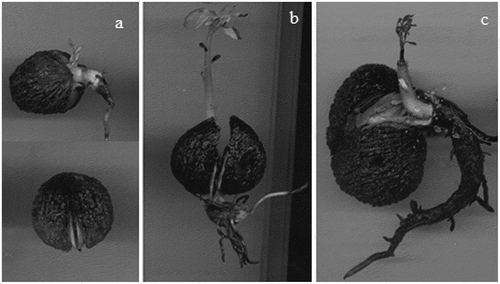 Figure 5. Deficiencies of abnormal seedlings. (a): stubby primary root with no secondary roots. (b): absent or damaged primary root with necrosis in secondary roots and in primary leaves. (c): vigorous primary root, weak secondary roots, and damaged terminal bud.
