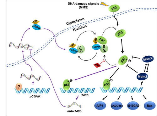 Figure 9 P55IPIK-p53 interaction plays an important role in cell apoptosis and N24 functions as a synergetic enhancer by inhibiting the interaction. Particularly the p53/miR-148b/p55PIK axis is integrated with p55PIK-p53 interaction forming an interactive loop. A question marker indicates transcription factors regulating p55PIK gene expression.