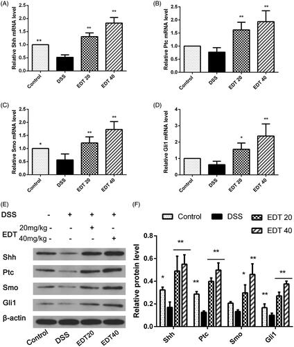 Figure 5. EDT increases the activation of the Shh pathway in mice with DSS-induced colitis. (A-D) Levels of the Ptc, Shh, Smo, and Gli1 mRNAs were measured using RT-PCR. (E-F) Levels of the Shh, Ptc, Smo, and Gli1 proteins were determined using Western blot analysis. All data are presented as means ± S.D. (n = 6). DSS: dextran sulphate sodium; EDT: eriodictyol; *p < 0.05 and **p < 0.01 compared with the DSS model group.