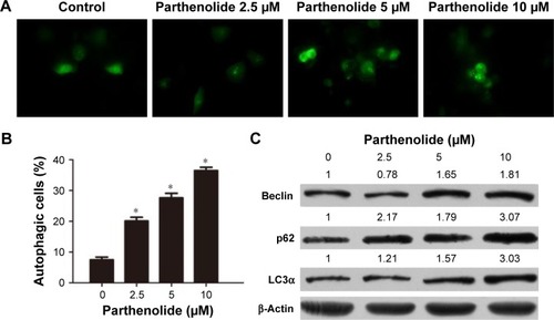 Figure 3 Induction of autophagy with parthenolide treatment. (A) Panc-1 cells stably expressing GFP-LC3 were treated with indicated concentrations of parthenolide and visualized by fluorescence microscopy. (B) The autophagic cells were counted and presented as the mean values ± standard deviation of percentage in the bar graph. (C) Panc-1 cells were treated with different concentrations of parthenolide for 24 h. Representative blots showing concentration-dependent effect of parthenolide on Beclin, p62, and LC3α expressions. β-Actin was used as loading control. Band intensities were quantified by ImageJ and normalized to β-actin. Data are expressed as a fold change relative to control. This figure is the representative blots of at least three independent experiments. *P<0.05 when compared to control.