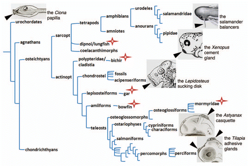 Figure 2 Adhesive organs in the chordate phylogenetic tree. A simplified chordate tree helps visualisation of the presence of adhesive organs in diverse taxa, as well as the extreme diversity of their morphology. Position, number, size, shape and structure vary greatly between examples shown. A star indicates that adhesive organs have also been described in these species; however they are not illustrated for the sake of clarity of the figure. Drawing credits: the Lepidosteus (gar) sucking disk is a detail taken from Alexander Agassiz, Planche II.Citation11 The Xenopus laevis cement gland is a detail from the stage 38 embryo of the Nieuwkoop and Faber staging table.Citation18 The salamander (Pleurodeles Waltl) balancer is a detail taken from Figure 5.12 of Duellman and Trueb.Citation19 The ascidian papilla, the Astyanax casquette and the Tilapia adhesive glands were drawn by SR. A blind cavefish is drawn for Astyanax, so that the eye is small and transparent, hence not visible.
