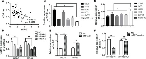 Figure 3 CDR1as inhibits miR-7 in OS.Notes: (A) The correlation between CDR1as and miR-7 was analyzed in tumor tissues. (B, C) The expression of CDR1as and miR-7 was determined in five OS cell lines U2OS, MG63, 143B, HOS, and Saos2 cells and one human osteoblastic cell line hFOB1.19 cells. (D) The efficacy of knockdown of CDR1as by three siRNAs was estimated in U2OS and MG63 cell lines. (E) After the transfection of siRNA-CDR1as-2, the expression of miR-7 was assessed by qPCR. (F) The U2OS cell line was transfected with miR-7 mimics and the luciferase reporter vector psiCHECK2-CDR1as containing mutation at miR-7 binding sites and the luciferase activity were determined. *P<0.05, **P<0.01, data represent mean±SD.Abbreviations: OS, osteosarcoma; CDR1as, antisense to the cerebellar degeneration-related protein 1 transcript; NC, negative control; ns, not significant; qPCR, quantitative real time polymerase chain reaction.