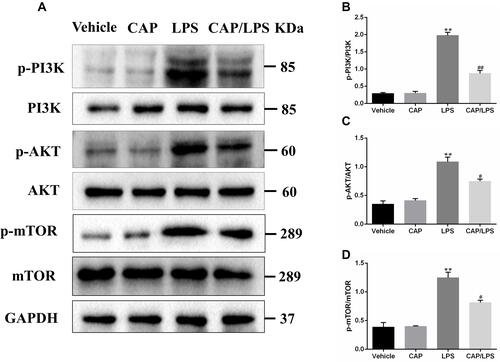 Figure 5 Capsaicin (CAP) pretreatment inhibits the activation of PI3K/AKT/mTOR signaling in lipopolysaccharide (LPS)-induced acute lung injury. (A) Western blot analysis of p-PI3K, PI3K, p-AKT, AKT, p-mTOR, and mTOR expression in lung tissue. GAPDH was used as the loading control. (B–D) Quantitative analysis of (A). Results are representative of three independent experiments and data are presented as mean ± SD (n = 6–8 for each group). **p < 0.01 versus the vehicle group; #p < 0.05 and ##p < 0.01 versus the LPS group.