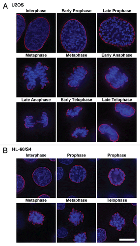 Figure 2 Immunostaining of the epichromatin epitope through mitosis in U2OS (A) and HL-60/S4 (B) cells. Mouse mAb PL2-6 staining is shown in red; DAPI staining in blue. Each image is a single deconvolved optical slice. Bar equals 10 µm for both (A and B). Projection videos for some of these images of U2OS can be found in the Supplementary Video Files, specifically: late prophase (Video 1); early anaphase (Video 2); late anaphase (Video 3); early telophase (Video 4); late telophase (Video 5).