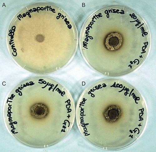Figure 5.  Cultures of M. grisea control and treated with compound 5b (G8-1) at 20, 50, and 100 µg/mL: the mycelia of the treated samples exhibited a very darker pigmentation than the control.