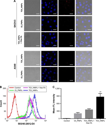 Figure 4 Cellular uptake of nanoparticles by SKOV3 cells (FR positive) and A549 cells (FR negative).Notes: (A) Fluorescence confocal microscopy images of SKOV3 cells incubated with TOI_HNPs, OI_PNPs, and TOI_HNPs plus free FA for 1 hour. A549 cells incubated with TOI_HNPs and OI_PNPs for 1 hour. Scale bar is 25 µm. (B, C) Flow cytometric analysis of mean fluorescence intensity for SKOV3 cells. (D, E) Flow cytometric analysis of mean fluorescence intensity for A549 cells. Compared with control, *P<0.05; compared with other groups, #P<0.05.Abbreviations: FA, folic acid; ICG, indocyanine green; LPHNPs, lipid–polymer hybrid nanoparticles; PFP, perfluoropentane; TOI_HNPs, folate-targeted LPHNPs-loaded ICG/PFP-carrying oxygen; OI_PNPs, PLGA NPs-encapsulated ICG and PFP-carrying oxygen; PLGA, poly (lactic-co-glycolic acid); FL, fluorescence.