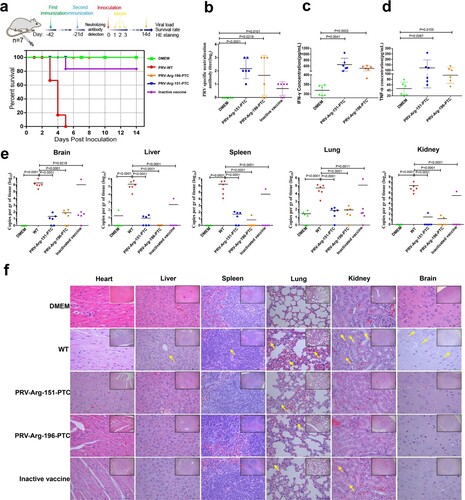 Figure 8. Characterization of the immunogenicity of PRV-PTC in vivo. (a) Percent survival of immunized mice after challenge with a lethal dose of the PRV strain JS2012 (n = 6). (b) PRV-specific neutralizing antibody titres in serum. Sera were collected from two immunized BALB/c mice 1 d before challenge with the PRV JS2012 strain (n = 6). Bars indicate SD. (c) Serum IFN-γ and (d) TNF-α levels. Serum was obtained from mice immunized two times with the indicated viruses 1 d after the challenge infection (n = 6). The serum was tested for the levels of IFN-γ and TNF-α using ELISA. The values are presented in pg IFN-γ per mL, and the bars indicate standard deviations. (e) Viral loads in the heart, liver, spleen, lung, kidney and brain of each group (n = 6). The mice were dissected at 14 dpi to collect these tissues. After homogenization, the tissue samples were used for DNA extraction and RT–qPCR. The values are presented in virus copies per gram, and the mean values are indicated. (f) H&E staining of hearts, livers, spleens, lungs, kidneys and brains of the mice in different groups after dissection at 14 dpi. Yellow arrows indicate representative abnormal areas. Scale bars, 50 μm (magnified images of H&E staining), and the top right insets show full images, scale bars, 100 μm.