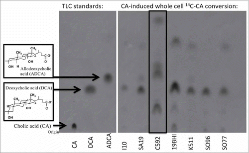 Figure 1. Conversion of [24-14C]-cholic acid by putative bile acid 7α-dehydroxylating strains. First section of autoradiograph of TLC plate includes cholic acid (CA), deoxycholic acid (DCA), and allodeoxycholic acid (ADCA) TLC standards. The second autoradiographic section contains [24-14C]-cholic acid metabolites from several bile acid metabolizing strains, including strain C592. Each isolate was grown anaerobically (N2) in Balch tubes in the presence of 25 µM cholic acid along with 1 µCi [24-14C]-cholic acid. Cultures were extracted with ethyl acetate and separated on TLC as described in the Materials and Methods.