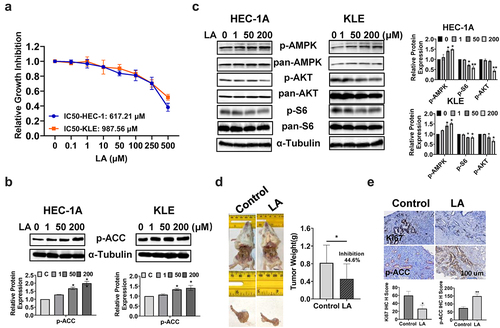 Figure 1. LA Inhibited cell proliferation in EC cell lines and tumor growth in a transgenic mouse model.