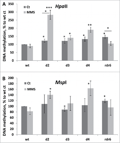 Figure 6. DNA methylation levels in wt and mutant plants in response to MMS. Global genome methylation was analyzed using the cytosine extension assay. Genomic DNA was digested with methylation-sensitive enzymes, HpaII (A) and MspI (B), and the average 3H incorporation (in dpm/μg) was calculated from 4 biological and 2 technical repeats. DNA methylation was calculated using the following formula: methylation = 100/X*100, where X is the radioactive count for a particular sample. DNA methylation is shown in a percentage to wt control plants (wt ct), where wt ct is taken as 100%. The asterisks show a significant difference between mutant and wt samples or between treatment and control samples, where one asterisk is p < 0.05, two – p < 0.01 and three – p < 0.001.