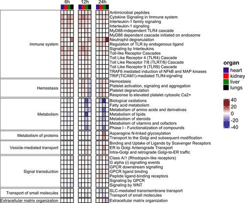 Figure 5 Functional analyses reveal recurrent Reactome terms across the organs during a polymicrobial sepsis in a murine model.