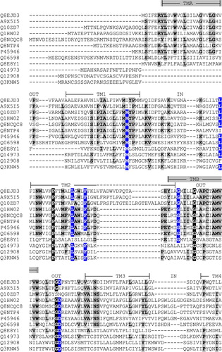 Supplementary Figure 1.  Alignment of the amino acid sequences of So_ACR3 and other members of the ACR and BASS transporter families. Sequences are identified by their UniProt accession numbers as follows: Q8EJD3, So_ACR3 from Shewanella oneidensis MR-1; A9X5I5, Acr3 from Ochrobactrum tritici; Q10ZD7, putative arsenical resistance protein from Trichodesmium erythraeum; Q1HW02, ArsB from Streptomyces sp. FR-008; Q8NCQC8, ArsB1 from Corynebacterium glutamicum; Q8NTP4, ArsB2 from C. glutamicum; P45946, ArsB/Acr3 from Bacillus subtilis; Q06598, ACR3 from Saccharomyces cerevisiae; Q8E8Y1, putative bile salt transporter from S. oneidensis MR-1; Q14973, SLC10A1/NTCP from Homo sapiens; Q12908, SLC10A2/ASBT from H. sapiens; Q3KNW5, SLC10A6/SOAT from H. sapiens. The alignment was created using the program MUSCLE [1] followed by manual adjustment where necessary. X, Y and Z respectively indicate residues that are identical in 6–8, in 9–10 and in 11–12 of the 12 sequences. The experimentally determined topology and predicted locations of seven transmembrane segments (TM1-7) in human SLC10A2 shown on the Figure are taken from the work of Banerjee and Swan [2]. The indicated locations of three additional, putative transmembrane regions in ArsB/Acr3 from Bacillus subtilis (TMA-C) are taken from the work of Altonen and Silow [3]. An asterisk (*) shows the location of So_ACR3 residue proline 190.