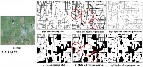 Figure 15. The boundary and region results detected by multi-task and single-task DeeplabV3+ models: (a) the local image, (b) the ground truth of field boundary, (c) the field boundaries detected by multi-task model, (d) the field boundaries detected by single-task model; (e) the ground truth of cropland region, (f) the cropland region detected by multi-task model; (g) the cropland region detected by single-task model. The circles show areas where boundary predictions can provide more fine-grained parcel delineation information than region predictions.