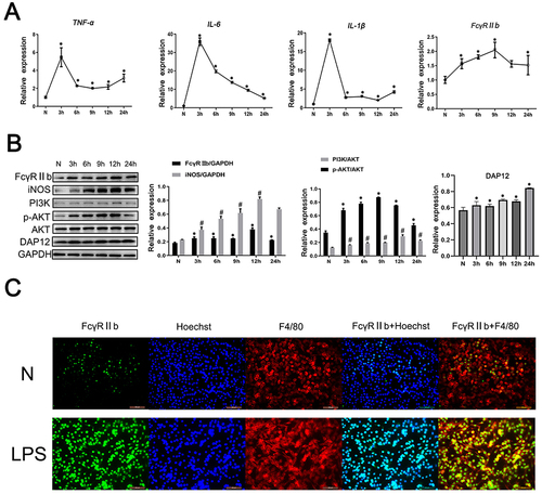 Figure 2 The expression and role of FcγRIIb in an in vitro model of LPS-induced neuroinflammation. BV2 cells were stimulated with LPS (100 ng/mL) for 0, 3, 6, 9, 12, and 24 h, and then the cells and the cell culture supernatants were collected. (A) Q-PCR was performed to detect the mRNA expression levels of TNF-α, IL-6, IL-1β, and FcγRIIb in BV2 cells. (B) Western blot was used to detect the protein expression of FcγRIIb, iNOS, PI3K, p-AKT, AKT and DAP12 in BV2 cells. (C) Immunofluorescence staining was employed to detect the expression and localization of FcγRIIb in the N group and LPS-stimulated group of BV2 cells. FcγRIIb (green), F4/80 (red), Hoechst (blue); scale bar: 100 μm (mean ± SEM represents the resultant values, n = 3, *Indicates compared to the control, #indicates compared to the control, p < 0.05).