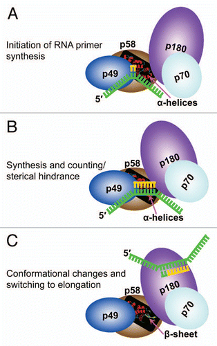 Figure 6 A proposed model of primer length counting and primer-template dissociation from DNA primase. (A) Initiation of primer synthesis. (B) Synthesis of unit length RNA primer causes a sterical hindrance. (C) Sterical hindrance induces the conformational change, resulting in RNA primer-template dissociation from primase and its transfer to Pol α.