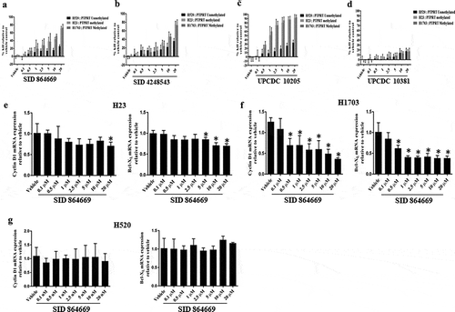 Figure 5. (a, b, c & d) Increased PTPRT promoter methylation is associated with increased sensitivity to STAT3 inhibition. Lung cancer cell lines which are methylated (H23 and H1703) or unmethylated (H520) in the PTPRT promoter region were treated with increasing concentrations of the three STAT3 inhibitors SID 864,669, SID 4,248,543 and UPCDC 10,205 in complete media. At the end of 72h, MTT assay was done to determine % kill which increased with increasing concentrations of SID 864,669 (Figure 5(a)), SID 4,248,543 (Figure 5(b)) and UPCDC 10,205 (Figure 5(c)) and was more pronounced in H23 and H1703 which are methylated in the PTPRT promoter region in conjunction with high pSTAT3Tyr705 expression. The inactive compound UPCDC 10,381 did not have an effect in any cell lines tested (Figure 5(d)). Results are from four separate experiments. (e, f & g) Increased PTPRT promoter methylation was accompanied with increased sensitivity to STAT3 inhibition as evident from the reduction of STAT3 target gene expression. H23, H1703 and H520 cells were treated with varying concentrations of SID 864,669 and at the end of 24h, cells were harvested for RNA extraction and RT-PCR was performed to determine the mRNA expression of the STAT3 target genes. The STAT3 inhibitor SID 864,669 caused a reduction in Cyclin D1 and Bcl-XL mRNA expression in H23 (Figure 5(e), * indicates p < 0.05) and H1703 (Figure 5(f), * indicates p < 0.05) cells which showed PTPRT promoter methylation with concomitant expression of pSTAT3Tyr705. In H520 cells, there was no effect of SID 864,669 on the mRNA expression of STAT3 target genes (Figure 5(g)).