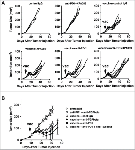 Figure 9. The combination of anti-TGF-β and anti-PD-1 further enhanced the efficacy of the therapeutic tumor vaccine. When TC1 tumors in C57BL/6 mice reached >5 mm in diameter, some mice were inoculated s.c. with the vaccine based on E743–77 peptide (see Materials and methods section). Some mice received either XPA089 (150 µg) and/or anti-PD-1 (100 µg) three times a week for two weeks starting on the day of vaccination. A, Tumor progression curves of individual mice are shown. B, average tumor sizes of each group are shown. See statistical analysis in Results.