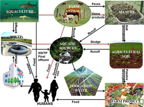 Figure 5 Spread of ARB and ARGs from animal faeces to the environment and human health. Reprinted from Iwu CD, Korsten L, Okoh AI. The incidence of antibiotic resistance within and beyond the agricultural ecosystem: a concern for public health. MicrobiologyOpen. 2020;9(9):e1035. © 2020 The Authors. MicrobiologyOpen published by John Wiley & Sons Ltd. Creative Commons.Citation32