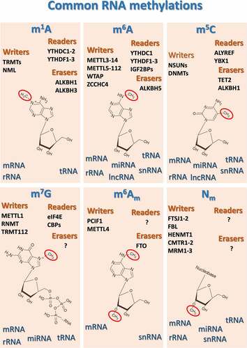 Figure 1. Schematic representation of the most common and best studied methyl-based modifications of the various classes of RNA, along with their main human methylases (“writers”), demethylases (“erasers”) and “readers”, which drive cellular responses when methylated ribonucleotides are detected. ALKBHs, AlkB Homolog 1, histone H2A dioxygenase; ALYREF, Aly/REF export factor; CMTR1–2, Cap methyltransferases 1 and 2; DNMT, DNA methyltransferases; FBL, fibrillarin; FTO, Fat mass and obesity-associated protein; FTSJ1–2, FtsJ RNA 2’-O-methyltransferases 1 and 2; HENMT1, HEN methyltransferase 1; IGF2BPs, insulin-like growth factor 2 mRNA binding proteins; METTLs, methyltransferase complex subunits; MRM1–3, mitochondrial rRNA methyltransferases 1–3; NML, nucleomethylin; NSUN, NOP2/Sun RNA methyltransferases; PCIF1, phosphorylated CTD interacting factor 1; RNMT, RNA guanine-7 methyltransferase; TRMT, tRNA methyltransferase; WTAP, Wilms tumor 1-associating protein; YBX1, Y-Box Binding Protein 1; YTHDCs, YTH Domain Containing proteins; YTHDFs, YTH N6-methyladenosine RNA binding proteins; ZCCHC4, zinc finger CCHC-type containing 4.