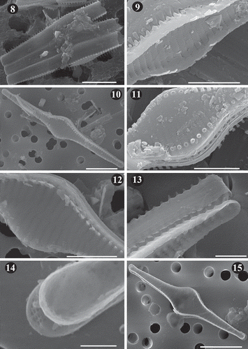 Figs 8–15. SEM images of Fragilaria heidenii Østrup from raw material collected by Østrup in Frederiksværk (Denmark) (C, Østrup Collection, Raw material 384.I Rant. 4244). Fig. 8. Broken frustules of a colony showing tight linkage between contiguous cells. Fig. 9. Inner view of central area showing details of the striae. Also, notice the spatulate spines linking neighbouring valves. Fig. 10. Outer view of valve showing striae, position of spines and lanceolate axial area. Fig. 11. Detail of central area in outer view showing the areolae on the mantle and broken off spines located on the interstriae. Fig. 12. Central area in outer view showing spatulate spines and small, elliptical to round areolae. Fig. 13. Side view of two neighbouring frustules showing unperforated girdle bands. Notice tapered spine structure toward valve apex and loose attachment between valves. Fig. 14. Inner view of apex covered by a film deposit. Notice structure of apical pore field on the valve below. Fig. 15. Inner view of valve. Scale = 10 µm (Figs 8, 10, 15), 5 µm (Figs 9, 11, 12), 2.5 µm (Fig. 13), 1 µm (Fig. 14).