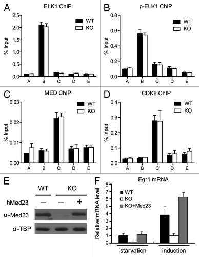 Figure 3. ELK1 and Mediator occupancies at the Egr1 promoter are not affected by the presence or absence of Med23. ChIP experiments were performed using antibodies against ELK1 (A), p-ELK1 (B), the Mediator Complex (Med1 and Med17) (C), and CDK8 (D). (E) KO MEF cells were infected with retroviruses encoding hMED23 and subsequently selected for hygromycin resistance. Western blotting was used to detect the protein levels of MED23 in WT, KO, and KO+Med23 cells. The anti-TBP blot was included as an internal control. (F) Real-time PCR analysis of the Egr1 expression in states of serum starvation and serum induction (30 min). The expression was normalized to EF2 mRNA expression, and the normalized value in serum-starved WT cells was defined as 1.