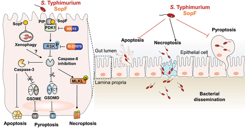 Figure 6. Schematic diagram of SopF regulated PANoptosis during S. Typhimurium infection. SopF, a PIP binding effector, inactivates Caspase-8 through PDK1-RSK signaling. The blockade of Caspase-8 down-regulates the cleavage of GSDMD, GSDME and Caspase-3, but up-regulates the phosphorylation of MLKL. These signaling cascade explain the mechanism by which diminished pyroptosis and apoptosis, but facilitated necroptosis. PDK1 inhibitor (AR-12) and RSK inhibitor (BI-D1870) overcome Caspase-8 blockade and restore the IECs PANoptosis. The SopF-halted pyroptosis and apoptosis prevents the expulsion of infected IECs, whereas the SopF-induced necroptosis enables S. Typhimurium per se spread into lamina propria. This event presented by SopF ameliorated intestinal inflammatory to aggravate systemic infection. PIP, phosphoinositide; PDK1, phosphoinositide-dependent protein kinase-1; RSK, phosphorylate p90 ribosomal S6 kinase; GSDMD, gasdermin D; GSDME, gasdermin E; MLKL, mixed lineage kinase domain-like; IECs, intestinal epithelial cells.