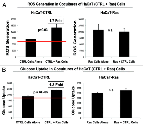 Figure 14. HaCaT epithelial-cancer cell co-cultures: Oncogene-transformed cancer cells can metabolically reprogram normal adjacent epithelial cells. (A) ROS-production. (B) Glucose uptake. HaCaT-Ras (RFP[+]) epithelial cancer cells were co-cultured for 4 days with normal HaCaT control cells. Then, ROS production (a measure of oxidative stress) and glucose uptake (a measure of glycolytic activity) in both cell types were quantitatively determined by FACS sorting. Note that normal HaCaT control cells co-cultured with HaCaT-Ras cells show a significant increase in both ROS production (1.7-fold; P = 0.03) and glucose uptake (1.3-fold; P = 6 × 10−5). However, normal HaCaT control cells did not change ROS production or glucose uptake in HaCaT-Ras cells, indicating that HaCaT-Ras cells exert a significant dominant effect over normal epithelial cells. Thus, oncogene-transformed epithelial cancer cells can metabolically reprogram adjacent normal epithelial cells, to establish “metabolic symbiosis”.