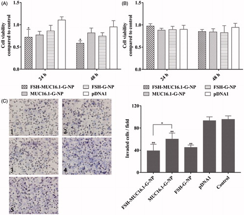Figure 4. Viability and invasion of ovarian cancer cells treated with the nanoparticle complexes per CCK-8 and transwell assays. HEY cells (A) and SKOV-3 cells (B) were treated with FSH-MUC16.1-G-NP, MUC16.1-G-NP, FSH-G-NP or pDNA1 for 24 h and 48 h. Untreated cells were used as the control. *p < .05, **p < .01 versus pDNA1. (C) Cell invasion as determined by transwell assay in HEY cells treated with different nanoparticle complexes for 24 h. 1, FSH-MUC16.1-G-NP; 2, MUC16.1-G-NP; 3, FSH-G-NP; 4, pDNA1; 5, blank control. *p < .05, **p < .01 versus. pDNA1 or control.